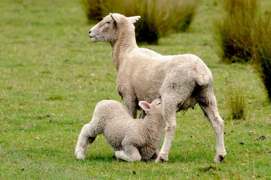 Sheep 1
