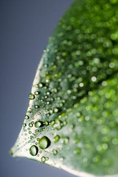 Leaf with drops
