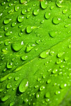 Leaf with drops