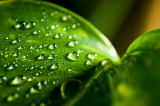 Leaf with drops