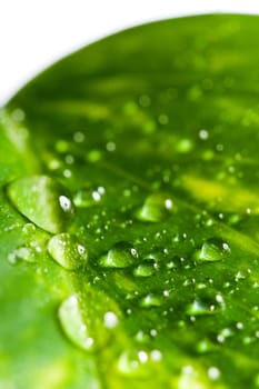 Leaf with drops