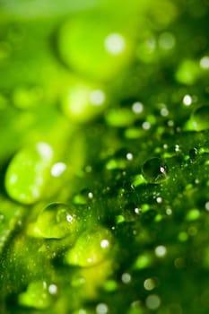 Leaf with drops