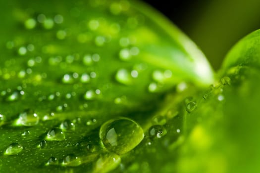 Leaf with drops