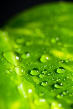 Leaf with drops
