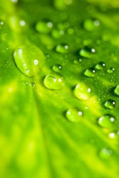 Leaf with drops
