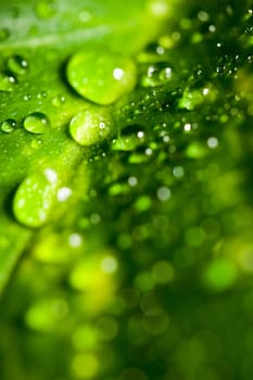 Leaf with drops