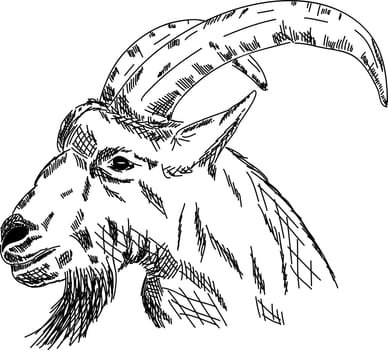 goat portrait