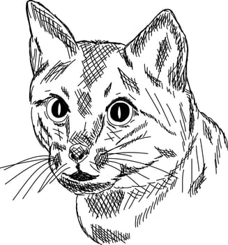cat portrait