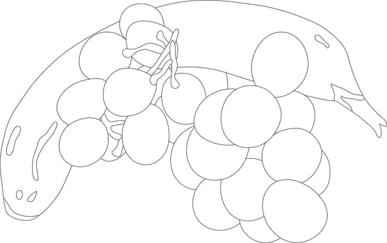 fruit