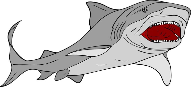 shark