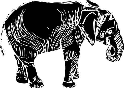 elephant
