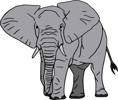 elefant