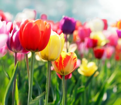 Colorful Tulip Meadow