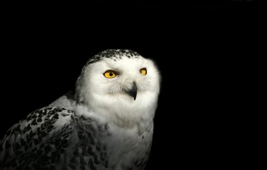 Snowy owl