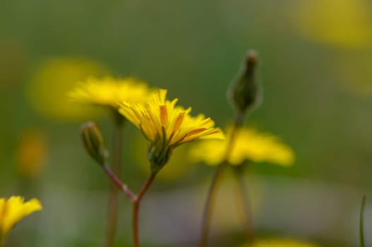 Vibrant yellow flowers flourish in a green meadow, catching the gentle morning light as nature awakens.
