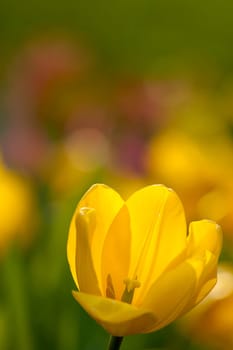 Tulip for background use