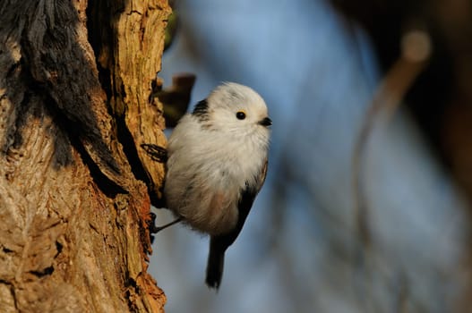 Long-tailed