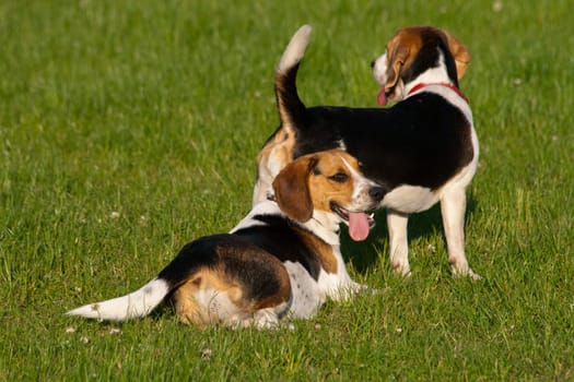 Beagle dogs