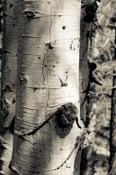 Aspen