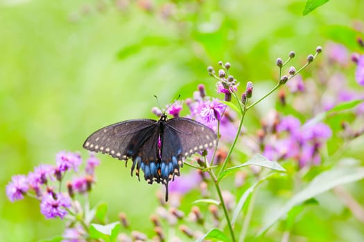 Black Swallowtail Butterfly