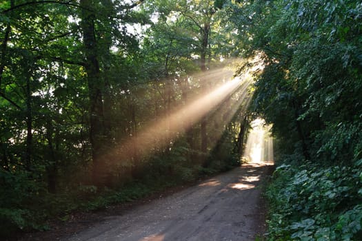 sun fog forest on a country road