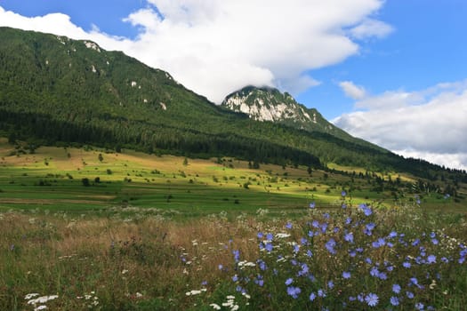 field flowers at the base of a mountain