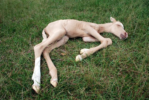 Newborn Arabian foal 1 day old