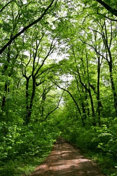 a country road in the forest green