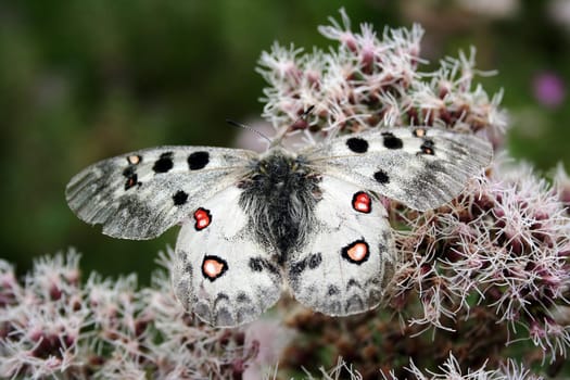 Alpine Apollo Butterfly,High Alpine Apollo Butterfly