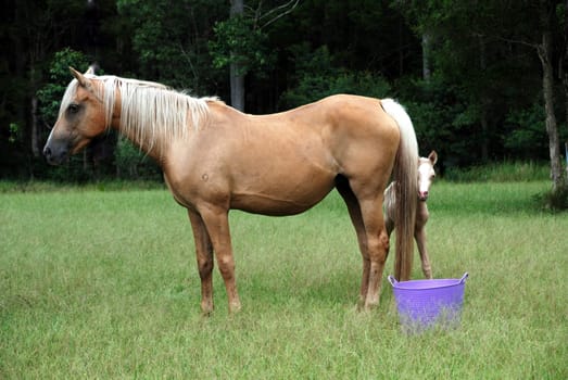 Foal hides behind mom