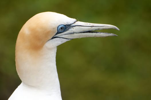 Booby Portrait