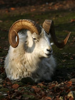 Dall Sheep