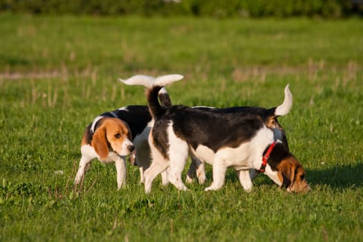 Happy beagle dogs in a park