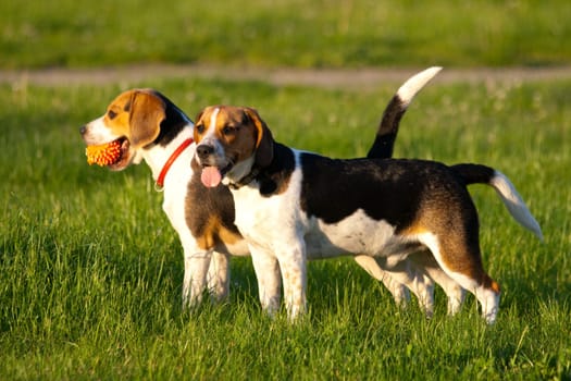 Beagle dogs
