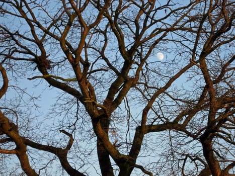 Oak branches with moon