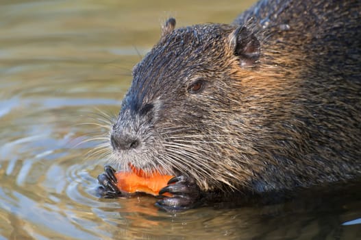 nutria