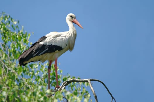 White stork