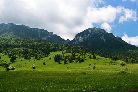 green grass field