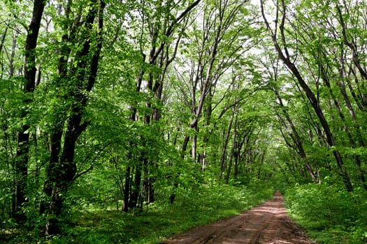a country road in the forest green