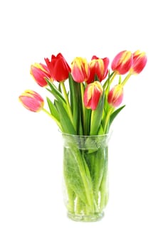 Tulips in vase