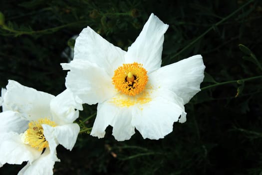 White poppy seeds