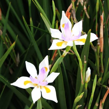 California White Lilies