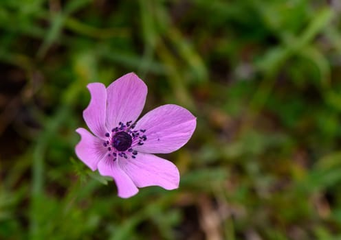 A stunning pink flower displays its petals against a backdrop of vibrant green foliage, embodying nature's beauty.