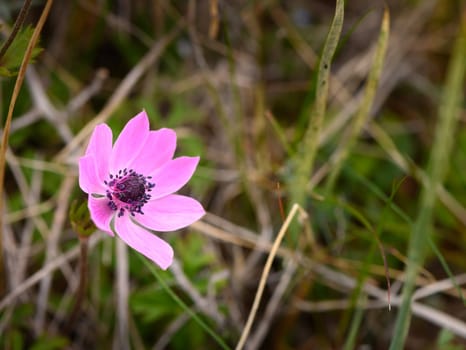 A delicate pink wildflower thrives amidst lush greenery under the bright sun in a peaceful meadow setting.