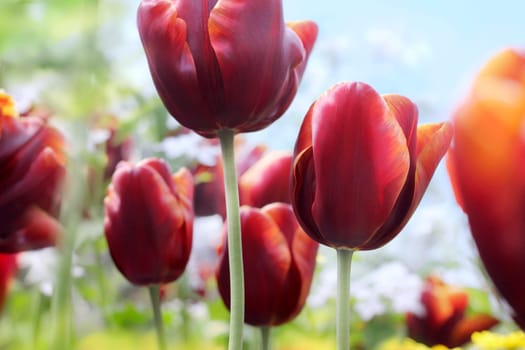 Dark red tulips in bloom