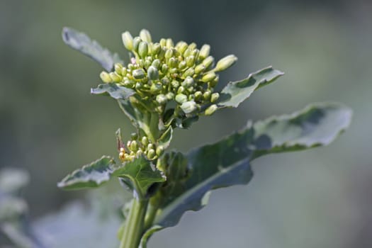 Rapeseed grown for green manure