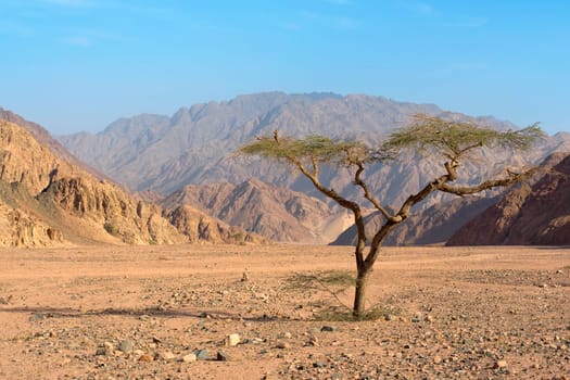 Acacia in Wadi Connection