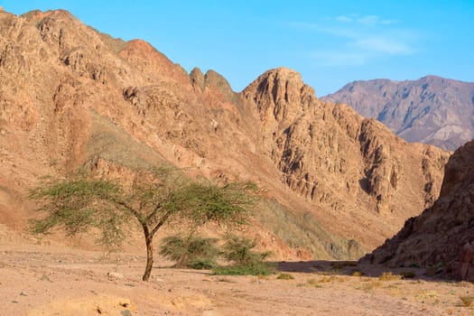 The Sinai is timidly green