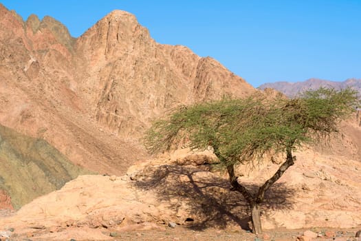 Dornacacia in Sinai