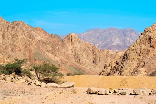 Acacia in the wadi